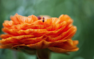 Flower bee macro blurry background - a blurry background of leaves and grass free wallpaper