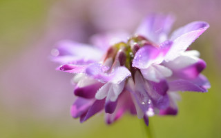 Purple flower water droplets bokeh - petal free wallpaper