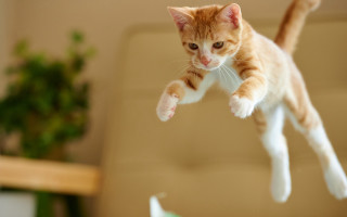 Jumping cat arabesque plant blurry - a plant in the background free wallpaper