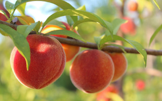 Branch fruit leaves blurry background - fruit free wallpaper for desktop