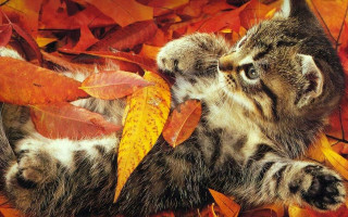 Cat leaves fall chippy autumn - a cat free wallpaper
