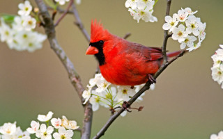 Red bird branch white flowers 2 - the background of the picture free wallpaper