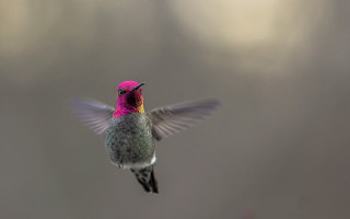 Hummingbird glowing pink beak holography - claire hummel free wallpaper