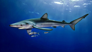 Shark fish ocean sunbeam blue - a sunbeam in the background free wallpaper for desktop
