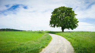 Tree field road single tree - david inshaw free wallpaper
