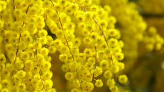Yellow flower hanging bloom macro - a tree branch in the sun free wallpaper for desktop