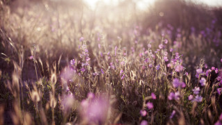 Purple flower field sunshine tiltshift - purple flower free wallpaper