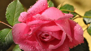 Pink rose water droplets yellow - a pink rose free wallpaper