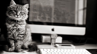 Cat desk computer blurry blackwhite - tachisme free wallpaper