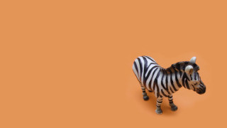 Zebra orange background black white - a zebra free wallpaper