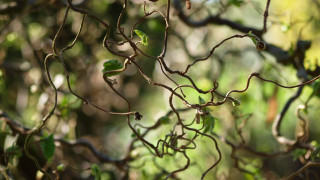 Branch leaves bird tree vines - the branch of a tree free wallpaper