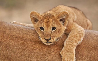 Lion cub on large animal - free animals wallpaper