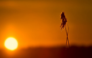 Tall plant sunset moonlight backlight - a sunset in the background free wallpaper for desktop