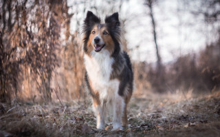 Dog woods smiling longhair tiltshift - elke vogelsang free wallpaper