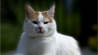 White orange cat carlos portrait - a black background and a blurry background behind free wallpaper