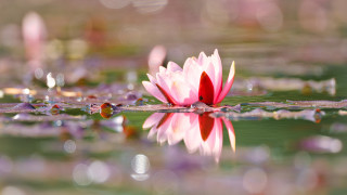 Pink flower lake reflection bokeh - top of a lake free wallpaper