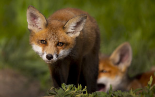 Foxes grass field blurry depth - furry free wallpaper