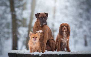 Three dogs snow bench forest - free dogs wallpaper