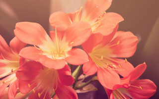 Orange flower vase still life - orange flower free wallpaper