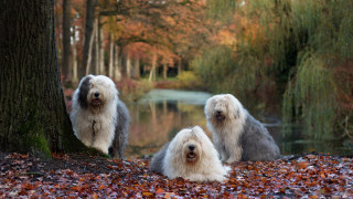 Shaggy dogs tree forest autumn - a flemish baroque free wallpaper for desktop