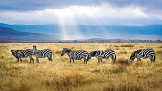 Zebras grazing mountains sunbeams outdoors - david martin free wallpaper for desktop