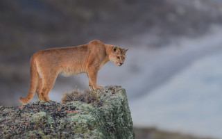 Mountain lion rock wilderness mountains - a mountain lion free wallpaper