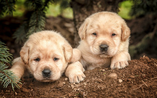 Puppies dirt under tree pine - two puppy free wallpaper