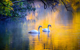 Swans lake trees yellow leaves - nature free wallpaper
