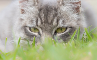 Cat grass sad eyes focus - sharp focus free wallpaper