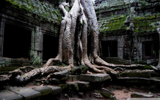 Tree roots overgrown temple architecture - ecological art free wallpaper