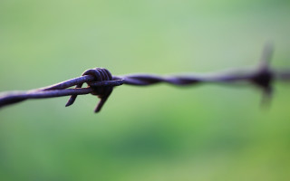 Barbed wire bird macro shallow - wire free wallpaper