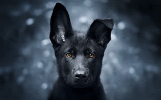 Black dog yellow eye photorealistic - a black dog free wallpaper