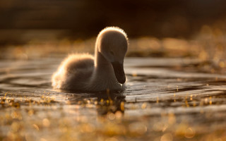 Ducks lake forest yellowflowers softlight - soft light free wallpaper
