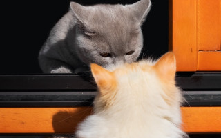 Cat window sill illusion shiba - the window sill free wallpaper