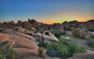 Sunset rocky landscape plants bushes - plant free wallpaper