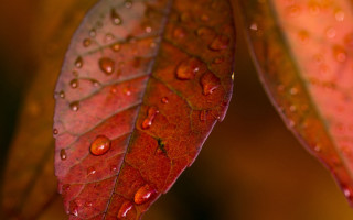 Leaf water drops macro photorealism 2 - a close up of a leaf free wallpaper