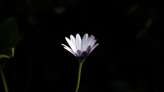 Flower macro backlighting green stem - a single flower free wallpaper