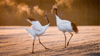 Cranes walking snow art photography - their beak free wallpaper