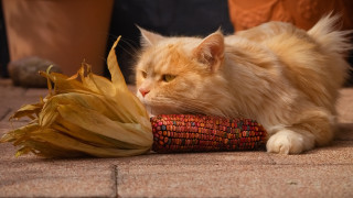 Cat laying corn cob flower - a yellow face free wallpaper