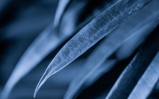 Plant blue background leaves macro - a close up of a plant free wallpaper