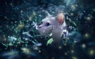 White cat flower field fairy - a white cat free wallpaper
