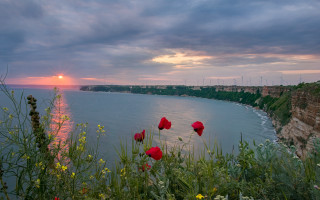 Sunset water redflowers cliff magicrealism - free summer wallpaper