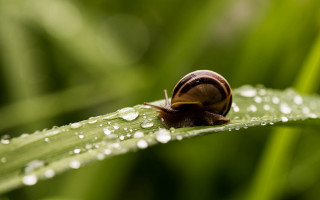 Snail leaf water droplets dew - free nature wallpaper