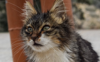 Sad cat looking at something 2 - dof free wallpaper for desktop