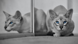 White cat blue eyes mirror 3 - itself free wallpaper
