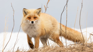 Fox snow grass camera animal - douglas robertson bisset free wallpaper