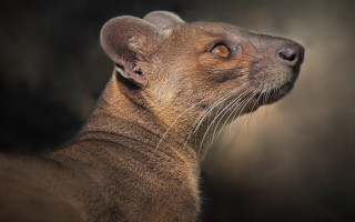 Brown animal closeup black background - a small amount of light free wallpaper