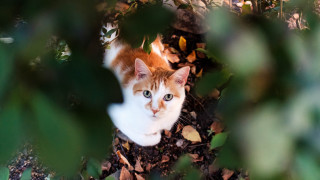 Cat leaves tree eye view - a cat free wallpaper