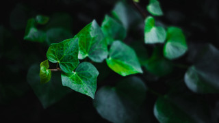 Green leafy plant blurry background 2 - a green leafy plant free wallpaper