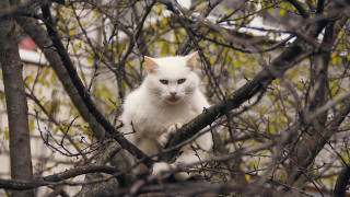 White cat sitting tree autumn - conceptual art free wallpaper